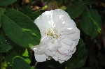 Alfred de Dalmas