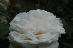 Sombreuil