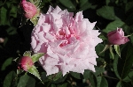 The Mayflower