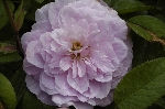 The Mayflower