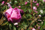 Baron de Wassenaer