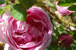 Baron de Wassenaer