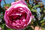 Baron de Wassenaer