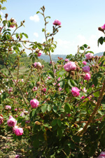 Baron de Wassenaer