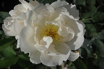 Coniston (Comtes de Champagne)