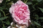 Cottage Rose
