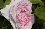 Cottage Rose