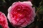 John Clare