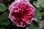 John Clare