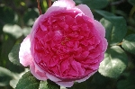John Clare