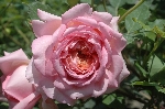 Jubilee Celebration