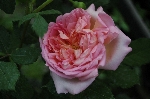 Jubilee Celebration