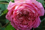 Jubilee Celebration