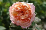 Lady Emma Hamilton