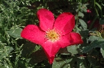 Rose of Picardy