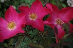 Rose of Picardy