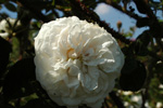Blanche Moreau