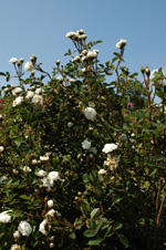 Blanche Moreau
