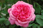 Sch�ne Elise