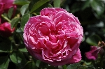 Sch�ne Elise