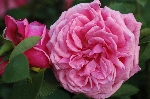 Sch�ne Elise
