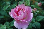 Walburga