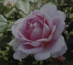 Walburga