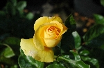 Goldene Heimat 05