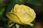 Goldene Heimat 05