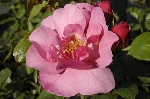 Pink Dream