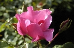 Pink Dream