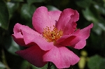Pink Dream