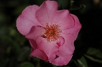 Pink Dream