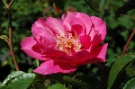 Pink Dream