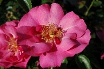 Pink Dream