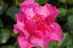Pink Dream