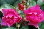Pink Dream