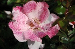 Sommerpoesie