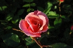 Sommerpoesie
