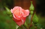 Sommerpoesie