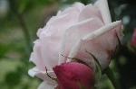 Marie Helene