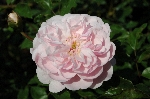 M�rchenfee