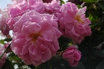Geschwinds Nordlandrose