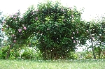 Geschwinds Nordlandrose