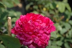 Mme. de la Roche-Lambert