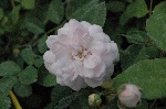 Debutante
