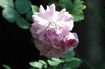 Debutante