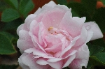 Debutante