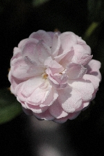 Debutante