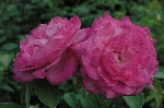 Pierre de St. Cyr
